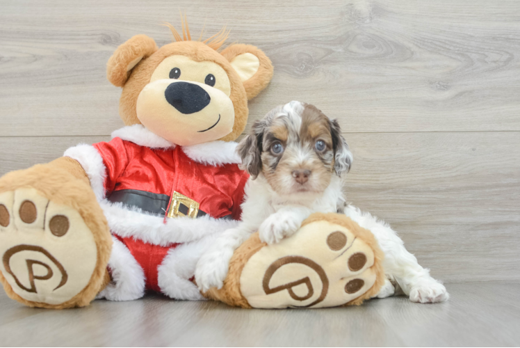Meet Camille - our Cockapoo Puppy Photo 1/3 - Puppy Love PR Cockapoo Puppy for Adoption