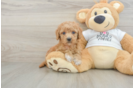 Best Cockapoo Baby