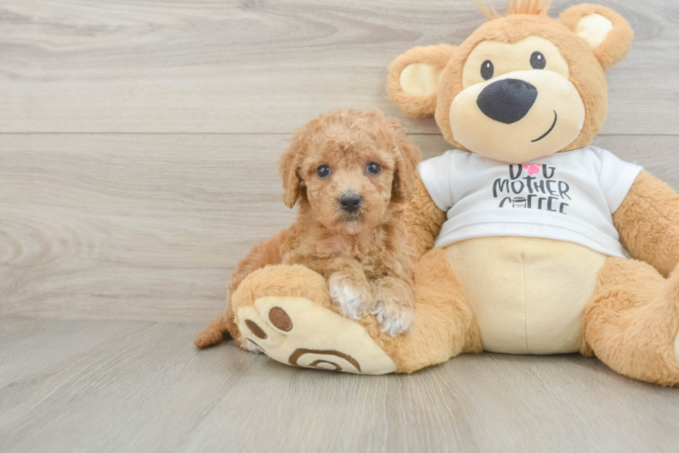 Best Cockapoo Baby