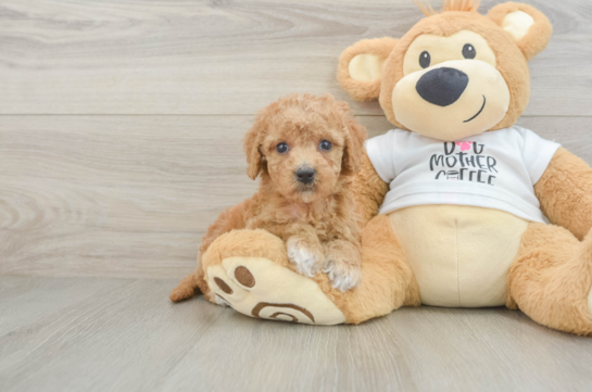 Best Cockapoo Baby