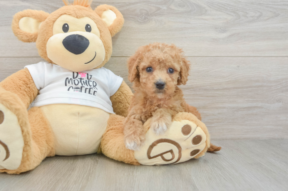 Cockapoo Pup Being Cute
