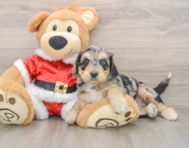 7 week old Cockapoo Puppy For Sale - Puppy Love PR