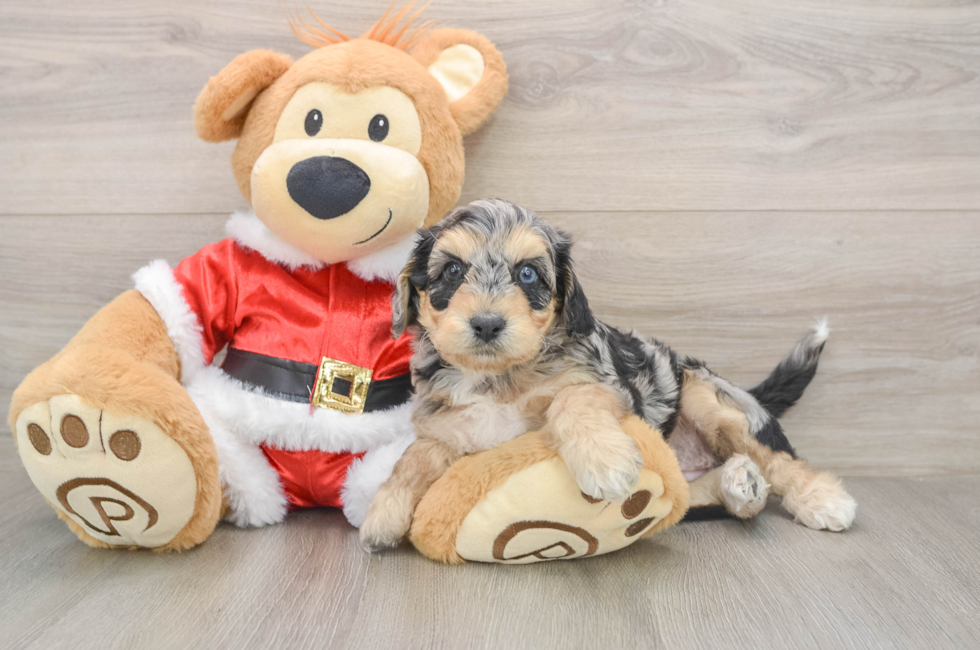 6 week old Cockapoo Puppy For Sale - Puppy Love PR