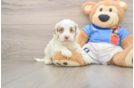 Popular Cockapoo Poodle Mix Pup