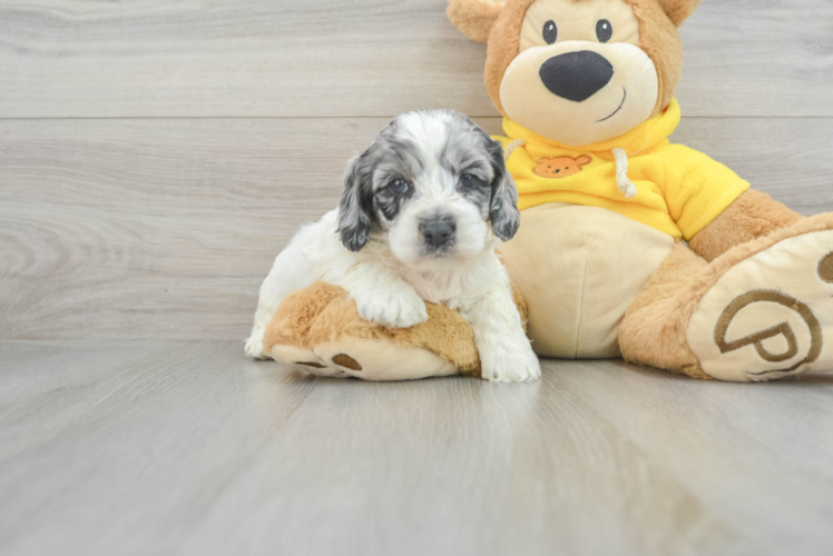 Meet Captain - our Cockapoo Puppy Photo 1/3 - Puppy Love PR Popular Cockapoo Poodle Mix Pup
