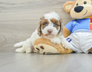 7 week old Cockapoo Puppy For Sale - Puppy Love PR