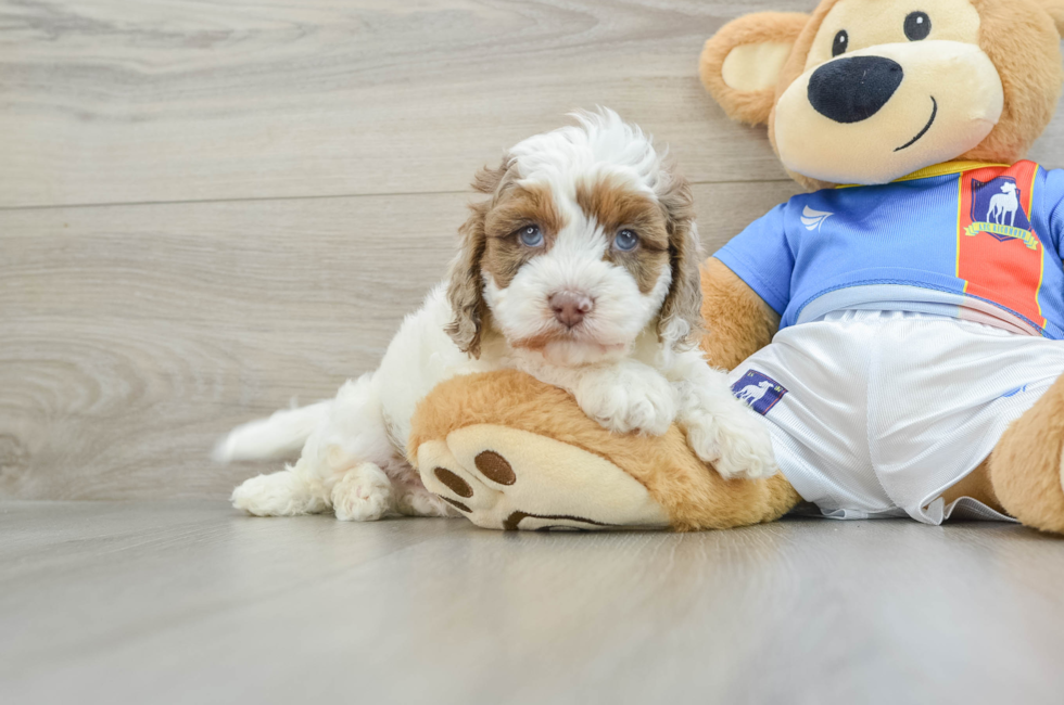 5 week old Cockapoo Puppy For Sale - Puppy Love PR