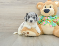 6 week old Cockapoo Puppy For Sale - Puppy Love PR
