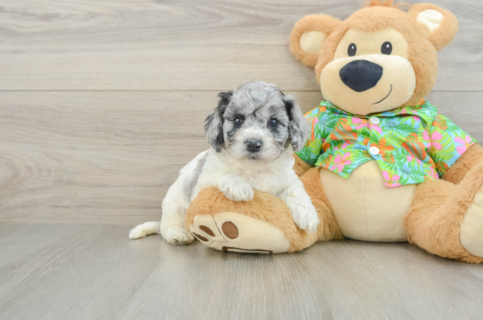 5 week old Cockapoo Puppy For Sale - Puppy Love PR