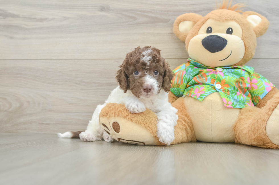 5 week old Cockapoo Puppy For Sale - Puppy Love PR