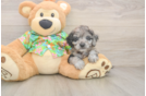 Cockapoo Pup Being Cute