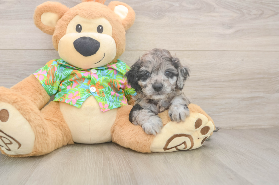 5 week old Cockapoo Puppy For Sale - Puppy Love PR