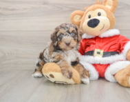 6 week old Cockapoo Puppy For Sale - Puppy Love PR