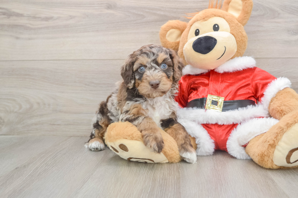 Cockapoo Pup Being Cute