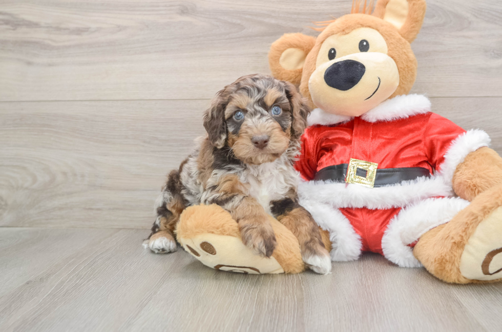 6 week old Cockapoo Puppy For Sale - Puppy Love PR