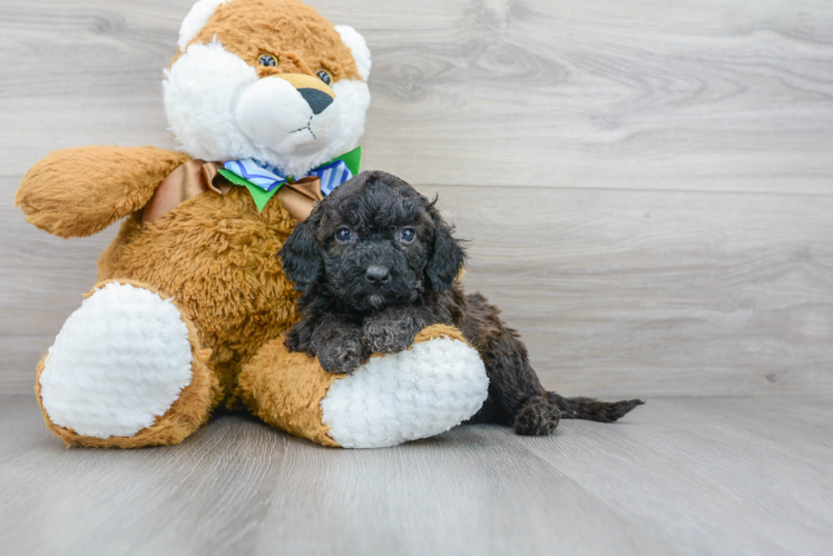 Cute Cockapoo Baby