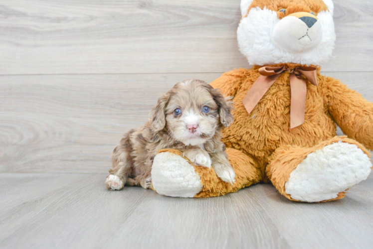 Popular Cockapoo Poodle Mix Pup