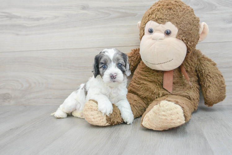 Meet Carmelo - our Cockapoo Puppy Photo 1/3 - Puppy Love PR Best Cockapoo Baby