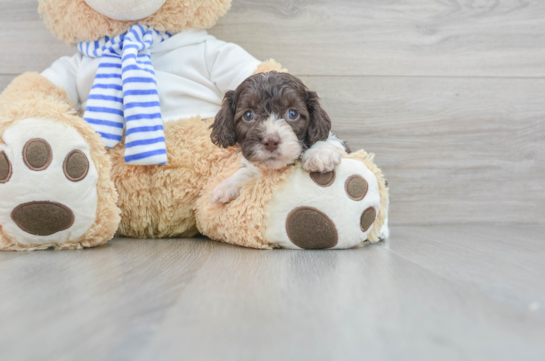 Best Cockapoo Baby