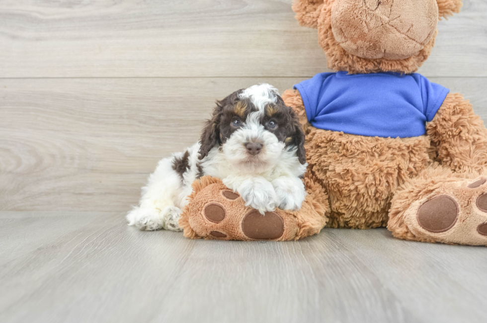 6 week old Cockapoo Puppy For Sale - Puppy Love PR