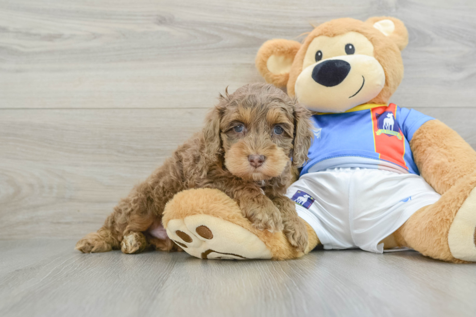 Smart Cockapoo Poodle Mix Pup