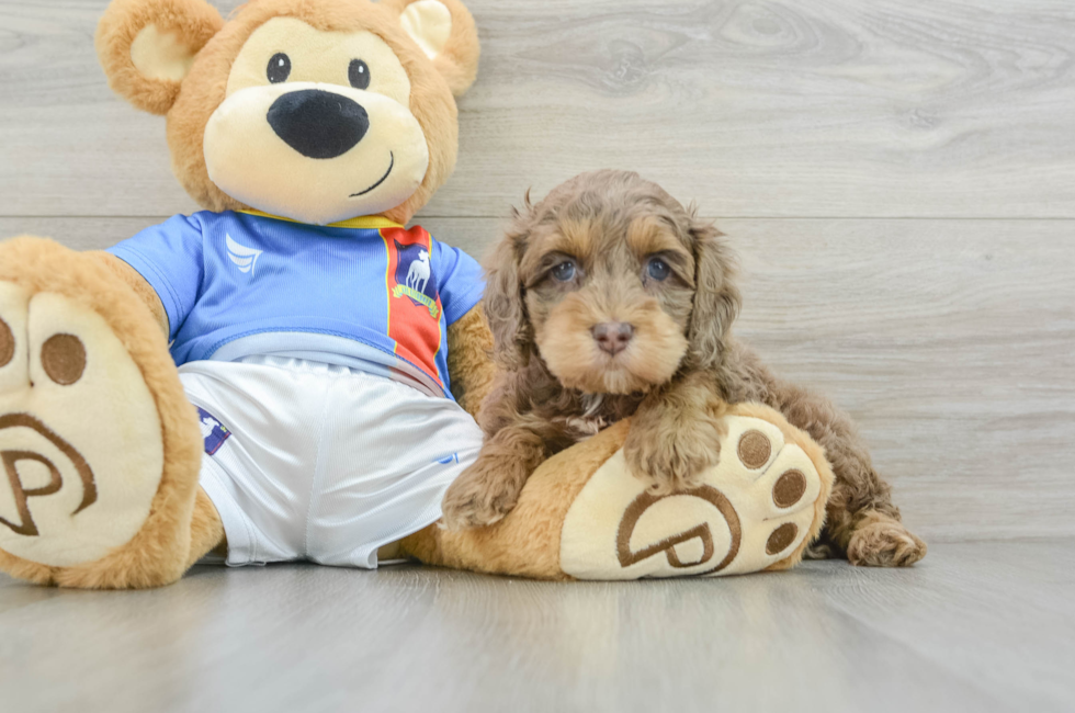 5 week old Cockapoo Puppy For Sale - Puppy Love PR