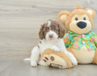 5 week old Cockapoo Puppy For Sale - Puppy Love PR
