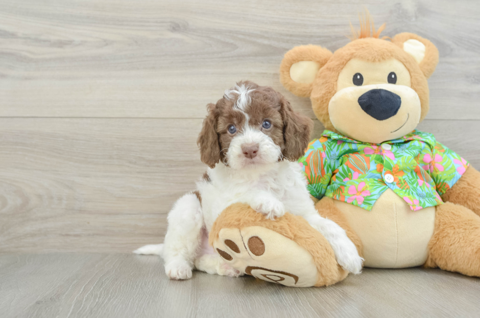 5 week old Cockapoo Puppy For Sale - Puppy Love PR
