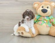 6 week old Cockapoo Puppy For Sale - Puppy Love PR