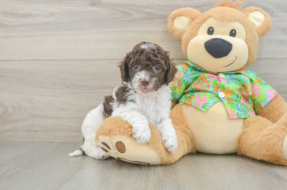 5 week old Cockapoo Puppy For Sale - Puppy Love PR
