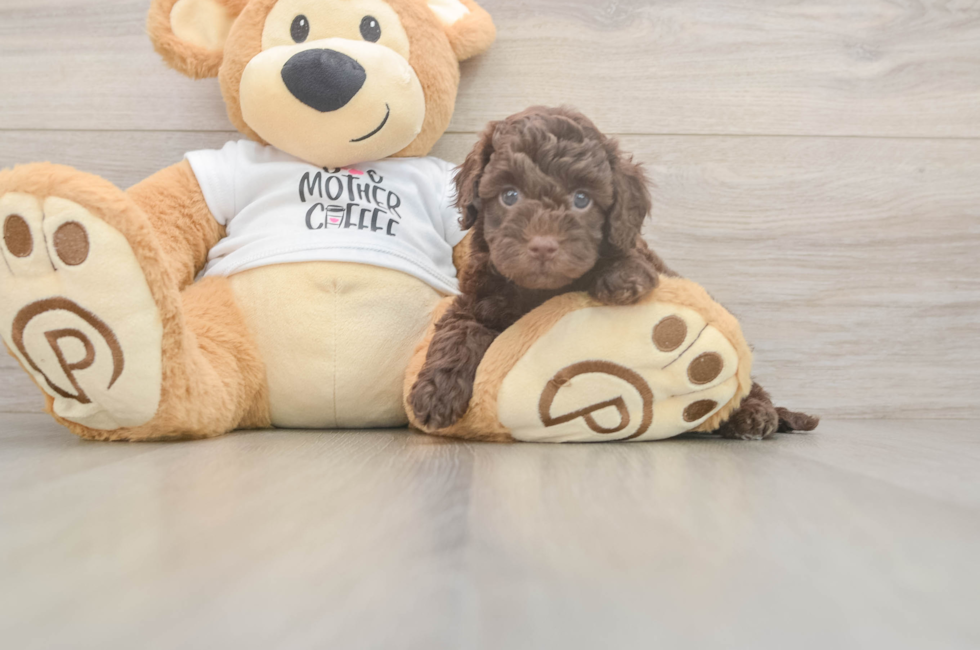 5 week old Cockapoo Puppy For Sale - Puppy Love PR