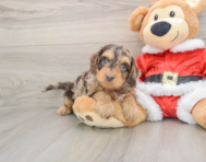 6 week old Cockapoo Puppy For Sale - Puppy Love PR