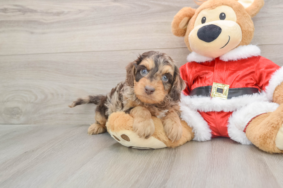 6 week old Cockapoo Puppy For Sale - Puppy Love PR
