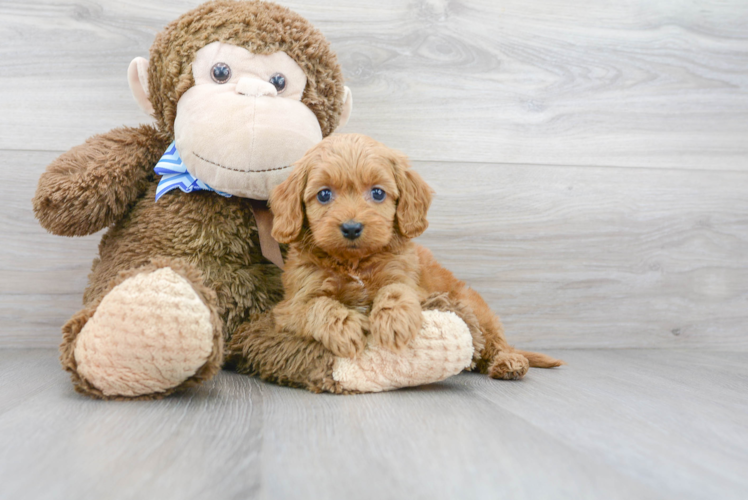 Cute Cockapoo Poodle Mix Pup