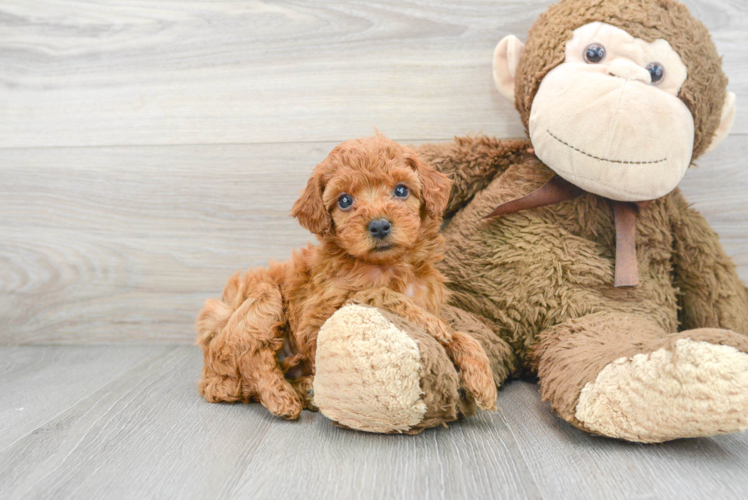 Meet Carmelo - our Cockapoo Puppy Photo 1/3 - Puppy Love PR Fluffy Cockapoo Poodle Mix Pup