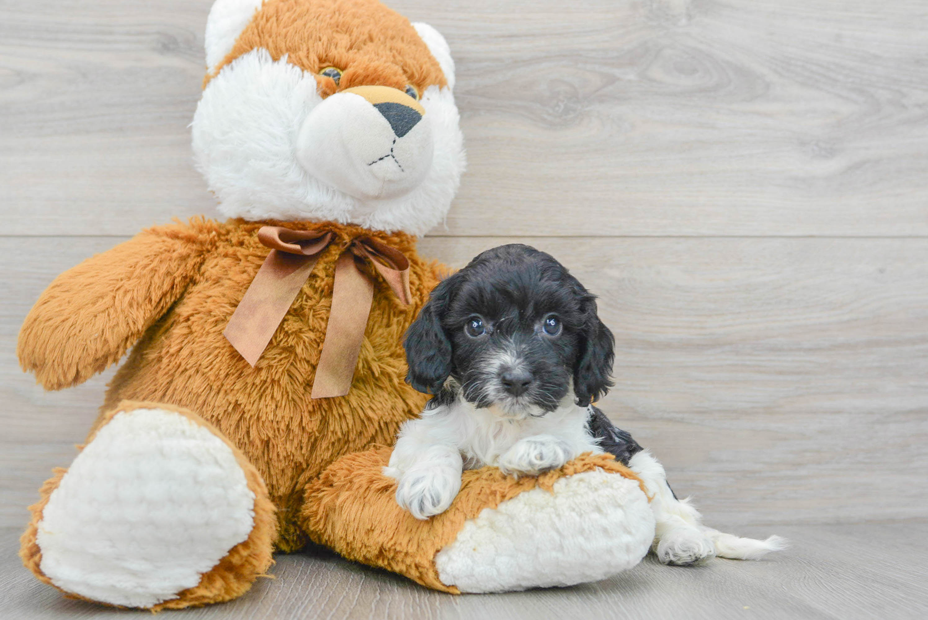 Cockapoo Puppy for Adoption