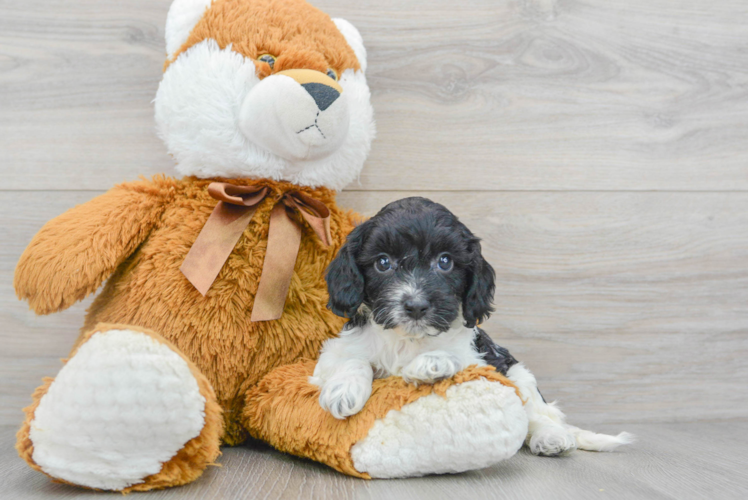 Meet Carrie - our Cockapoo Puppy Photo 1/2 - Puppy Love PR Cockapoo Puppy for Adoption