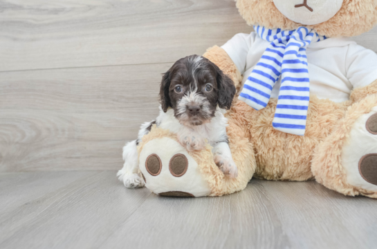 Cockapoo Puppy for Adoption