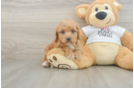 Cockapoo Pup Being Cute