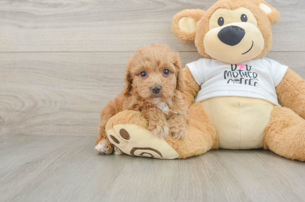 5 week old Cockapoo Puppy For Sale - Puppy Love PR