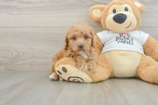 Cockapoo Pup Being Cute