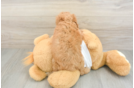 Cockapoo Puppy for Adoption