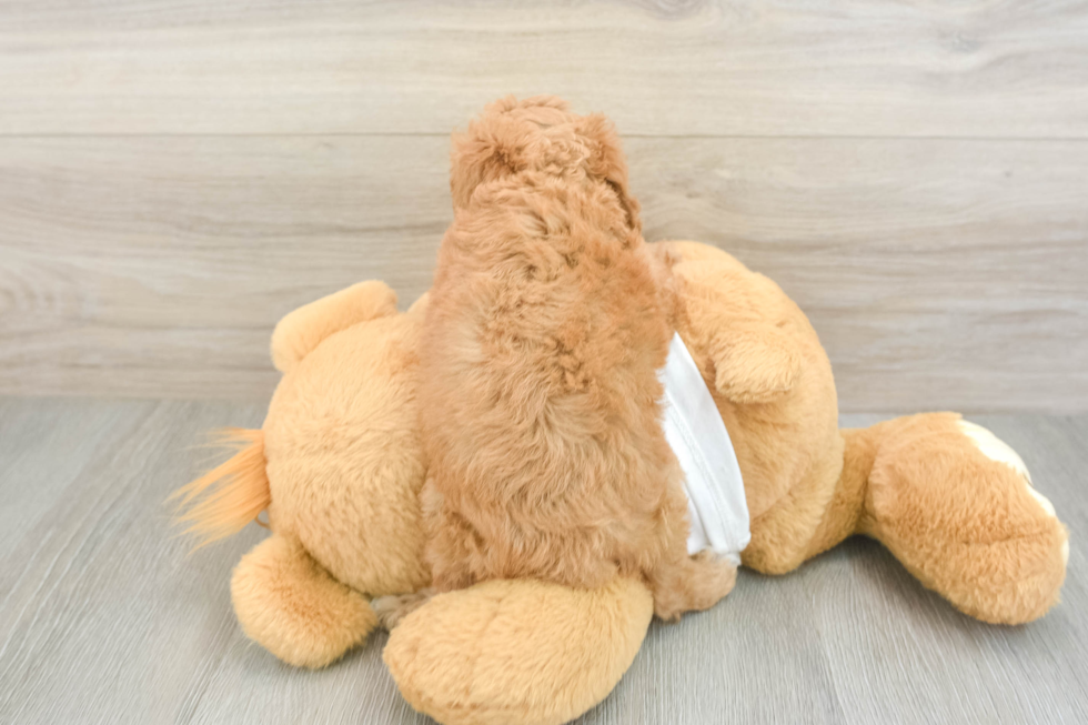 Cockapoo Puppy for Adoption