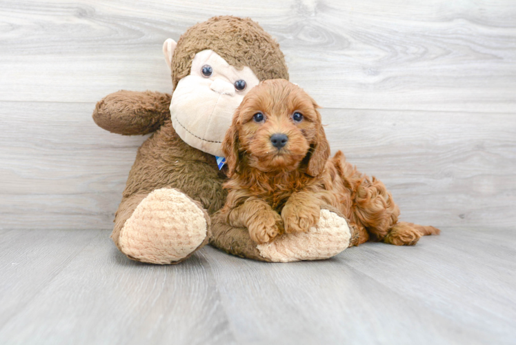 Cute Cockapoo Baby