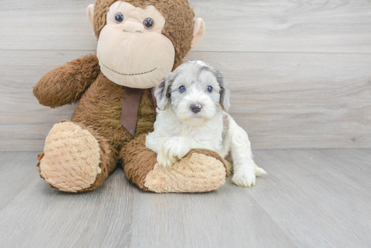 Cute Cockapoo Baby