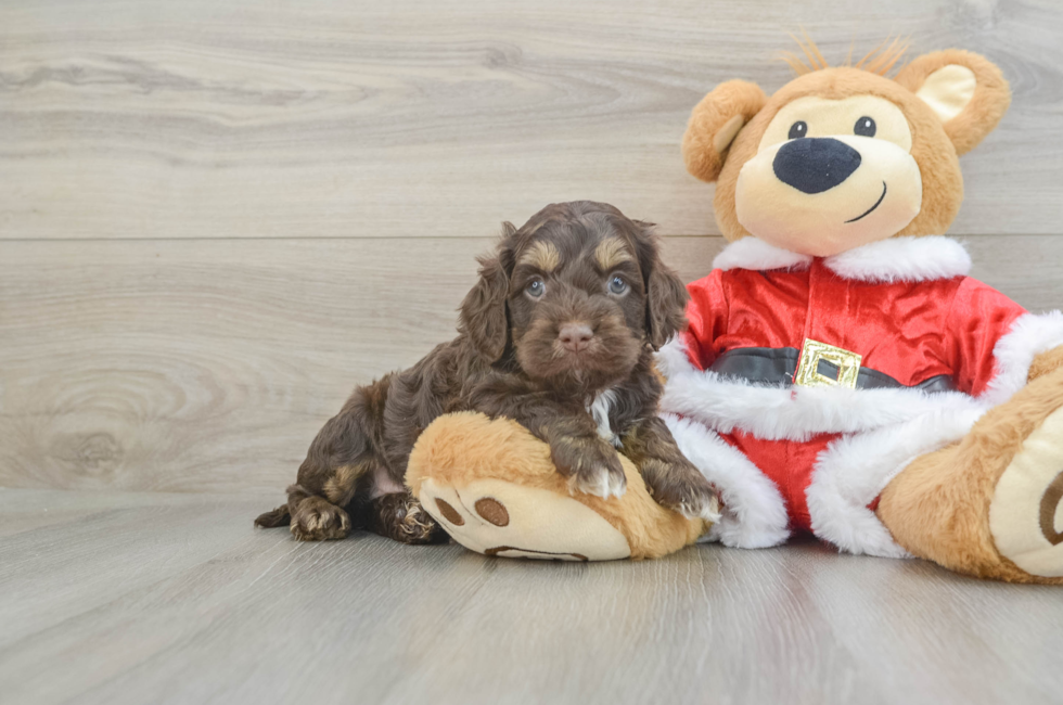 5 week old Cockapoo Puppy For Sale - Puppy Love PR