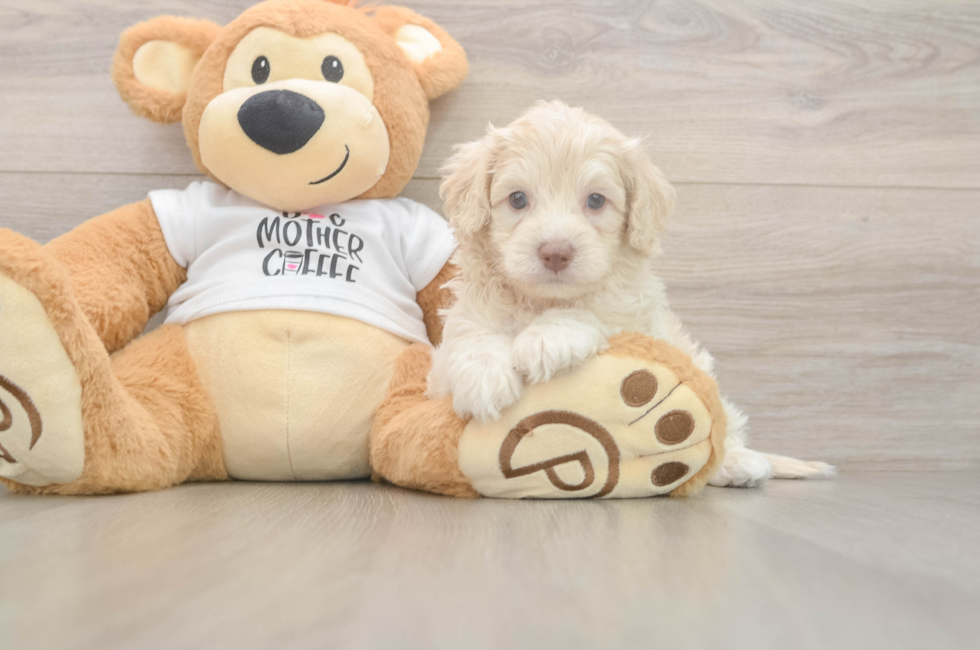 5 week old Cockapoo Puppy For Sale - Puppy Love PR