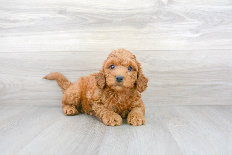 Cute Cockapoo Baby