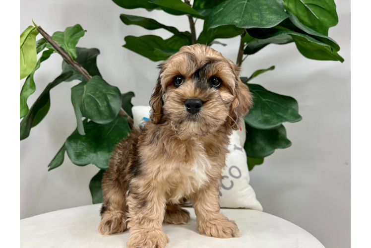 Cute Cockapoo Baby