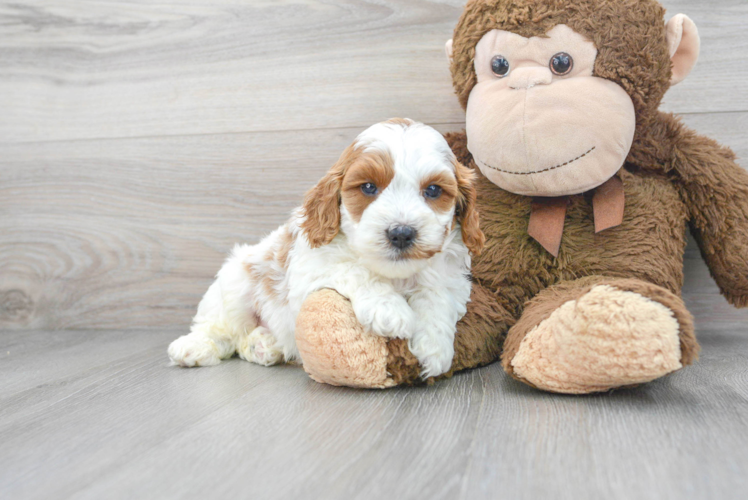 Cockapoo Pup Being Cute